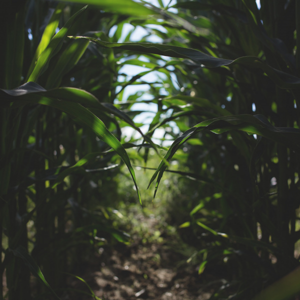 Corn - Grain and starch