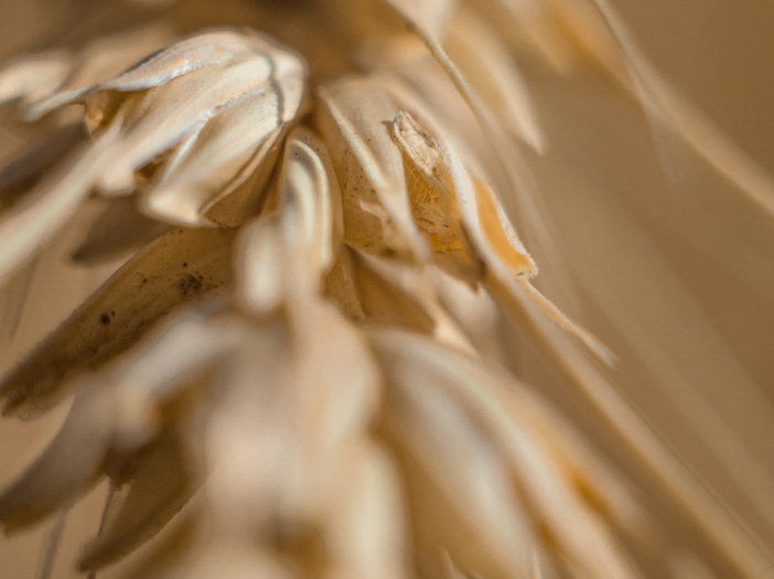 Enzymes for raw material optimization in brewing Novozymes