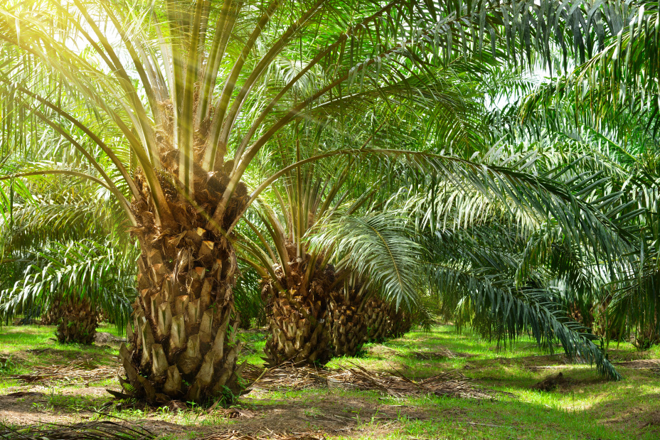 Oil palm | APAC | Novozymes
