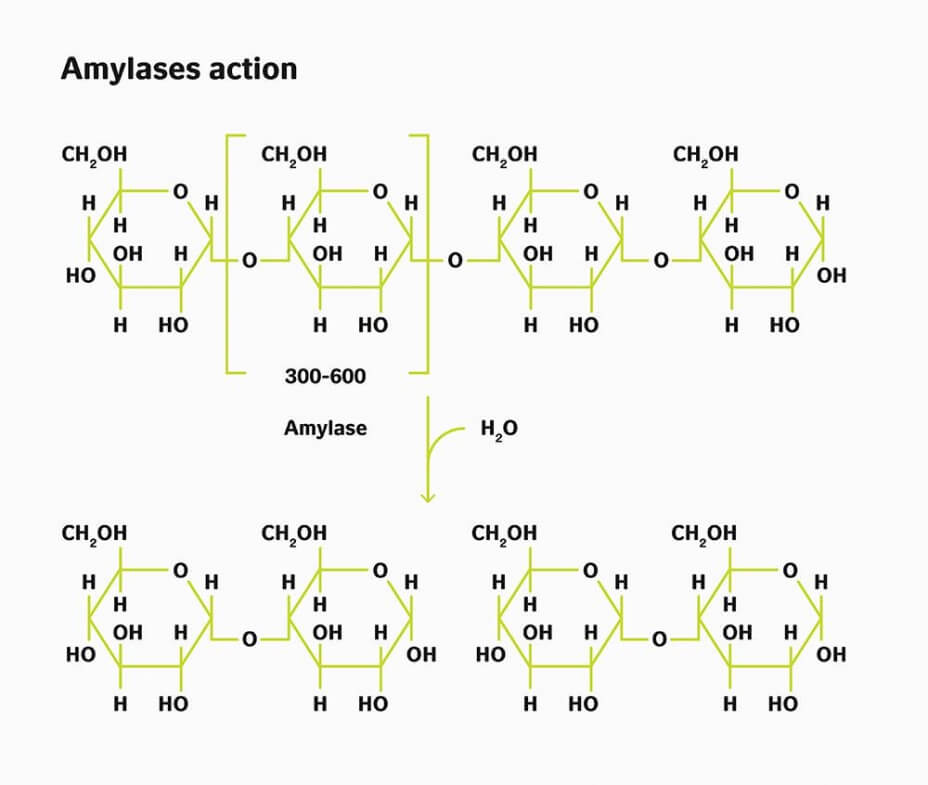 amylase and starch