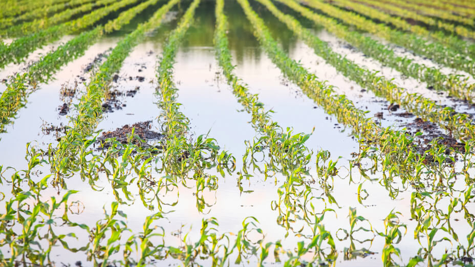 effects of floods on crops